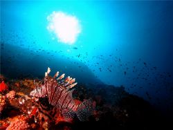 At Bato Bolong, near the island of Komodo in Indonesia. by Kristian Jaksch 